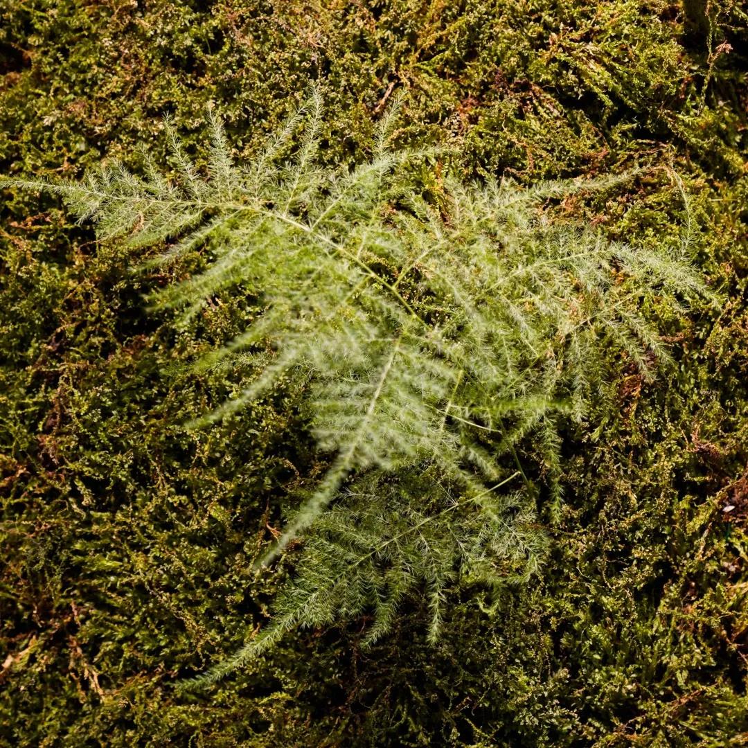 空間花藝綠植